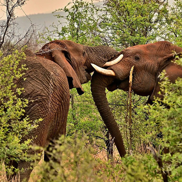 elephant-fight